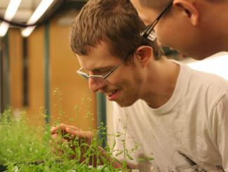 William Jordan and Lexiang Ji look over one of many sets of Arabidopsis thaliana, which were used to research a new plant breeding technique.