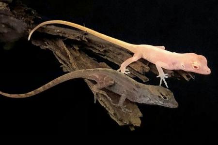 Anolis gene edit mutation